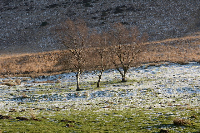 Three trees