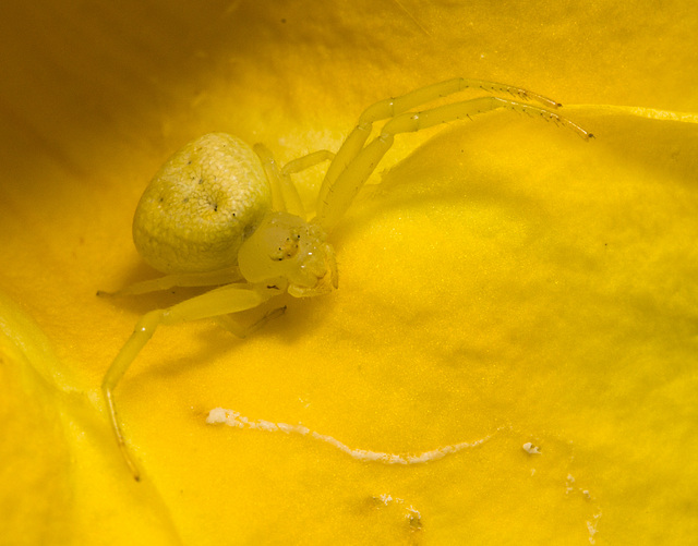 IMG 0203 Crab Spider-3