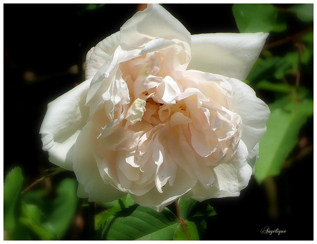Première rose ..........Bonne journée mes ami(e)s ❤️