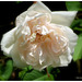 Première rose ..........Bonne journée mes ami(e)s ❤️