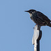 20140908 4891VRAw [NL] Star (Sturnus vulgaris), Terschelling