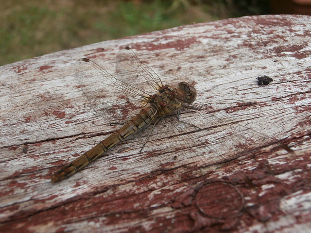 A dragonfly came to visit