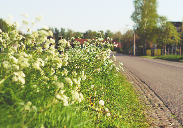 Wild carrot