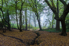 Watercourse through the woods