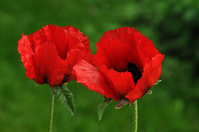 poppies jun 2015 DSC 1956