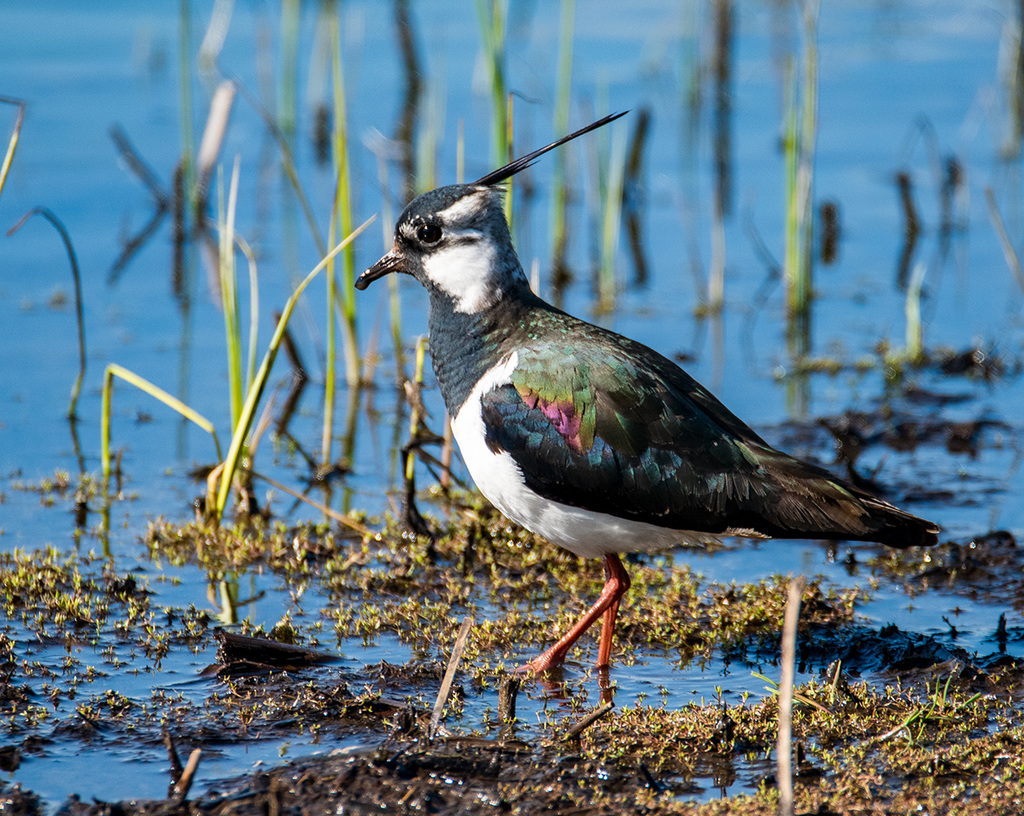 Lapwing