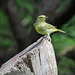 Day 6, Golden-crowned Kinglet / Regulus satrapa