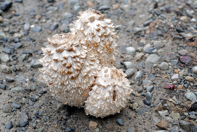 Coprinus comatus, Canada L1010143