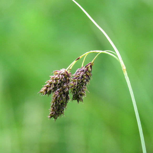 Sedge sp.?