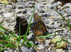 Male and female Red-spotted Purple (Limenitis arthemis)