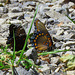 Male and female Red-spotted Purple (Limenitis arthemis)