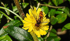 20200624 9201CPw [D~LIP] Habichtskraut (Hieracium lachenalii), Hainschwebfliege [Winterschwebfliege], Bad Salzuflen