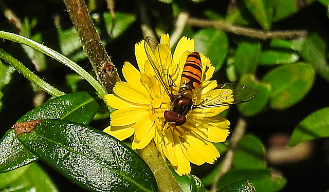 20200624 9201CPw [D~LIP] Habichtskraut (Hieracium lachenalii), Hainschwebfliege [Winterschwebfliege], Bad Salzuflen