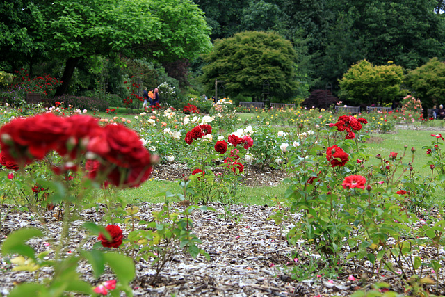 Roath Park roses