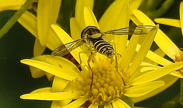 20210725 1931CPw [D~LIP] Langbauchschwebfliege (Sphaerophoria scripta) [w], [Stiftschwebfliege], Jakobs-Greiskraut (Jacobaea vulgaris), Bad Salzuflen