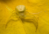IMG 0205 Crab Spider-3
