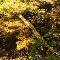 log in the Creek
