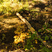 log in the Creek