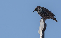 20140908 4890VRAw [NL] Star (Sturnus vulgaris), Terschelling