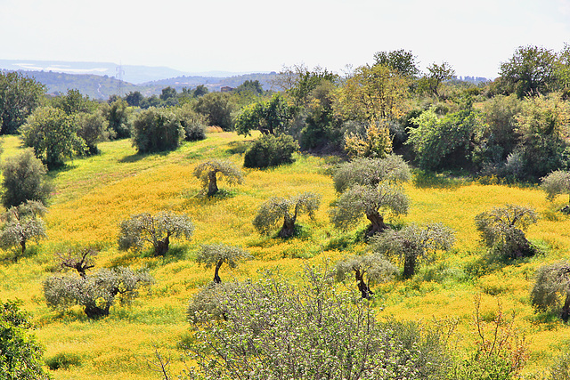 Olivenhain und gelbe Margeritenwiese - Sizilien