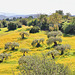 Olivenhain und gelbe Margeritenwiese - Sizilien