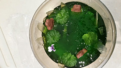 Frog in the pond dessert for children's Xmas.....