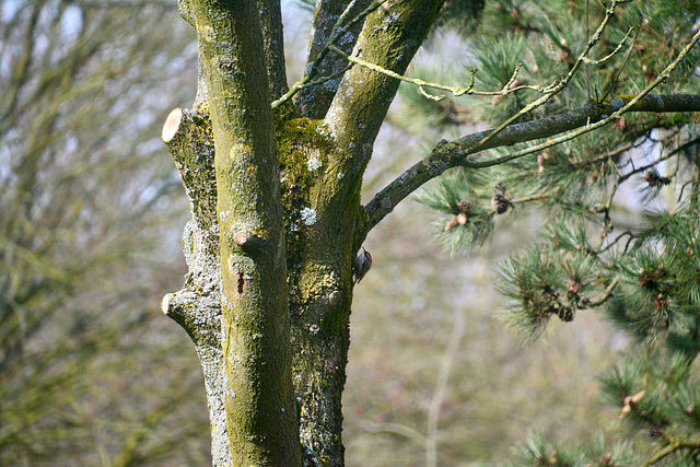 Short-toed treecreeper