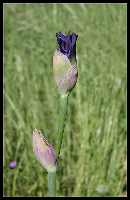 Indigo princess (2)