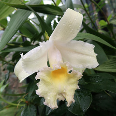 Sobralia lucasiana