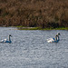 Mute swans