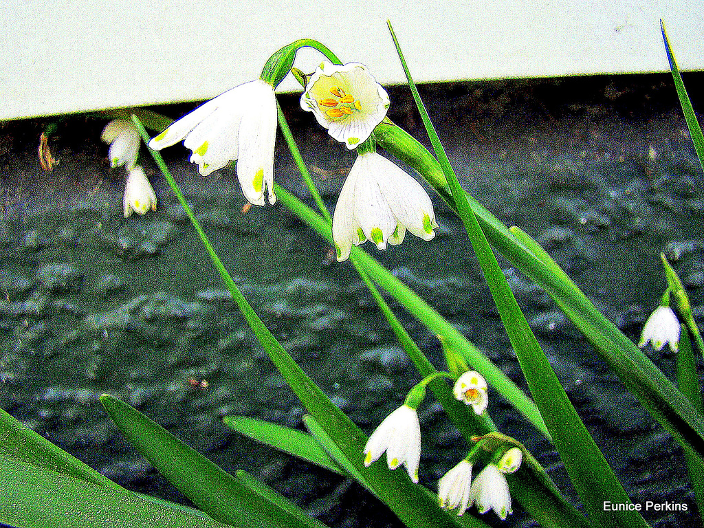 Snowdrops