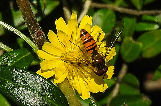 20200624 9202CPw [D~LIP] Habichtskraut (Hieracium lachenalii), Hainschwebfliege [Winterschwebfliege], Bad Salzuflen