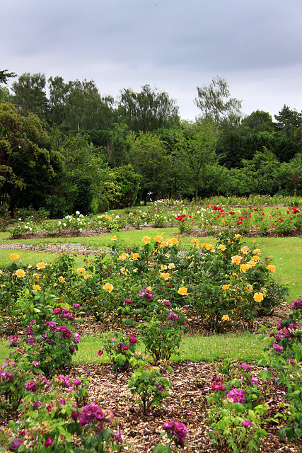 Roath Park roses