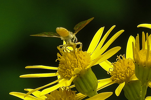 20210725 1932CPw [D~LIP] Langbauchschwebfliege (Sphaerophoria scripta) [w], [Stiftschwebfliege], Jakobs-Greiskraut (Jacobaea vulgaris), Bad Salzuflen