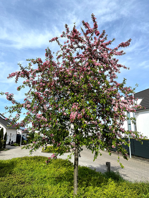 DE - Wachtberg - Frühling in Berkum