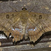IMG 2809 Butterfly-3-1