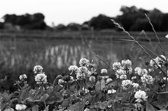 White clover in ricefield