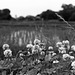 White clover in ricefield