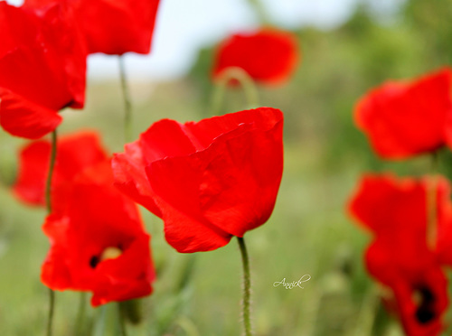 c'était le printemps