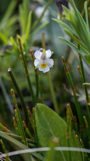 Viola kitaibeliana - 2016-04-25_D4_DSC6697