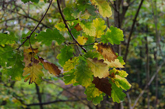 Oak leaves