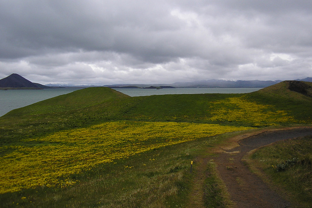 Buttercups At Myvatn