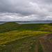 Buttercups At Myvatn