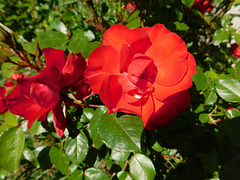 Roses du Parc du Bosquet...Pour Anémone...