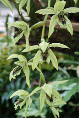 Coelogyne pandurata