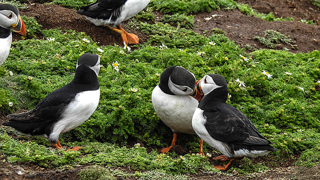 20190612 5119CPw [R~GB] Papageitaucher, Skomer, Wales