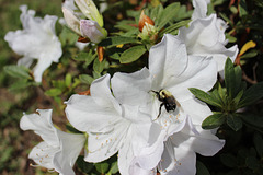 One of my white Azalea bushes , with a visitor !!