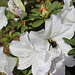 One of my white Azalea bushes , with a visitor !!