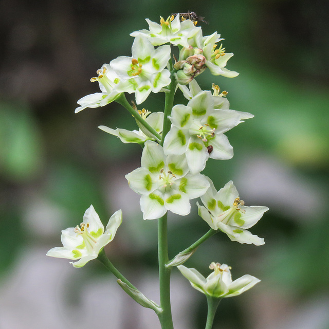 Mountain Death  / Zigadenus elegans