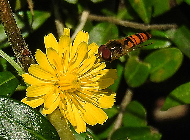 20200624 9203CPw [D~LIP] Hainschwebfliege [Winterschwebfliege], Habichtskraut (Hieracium lachenalii), Bad Salzuflen